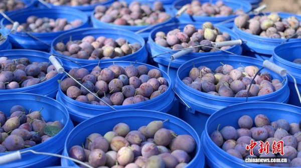 盈珑操盘 新疆兵团：西梅进入采摘期 冷链保鲜铺就致富路